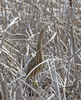 American Bittern 